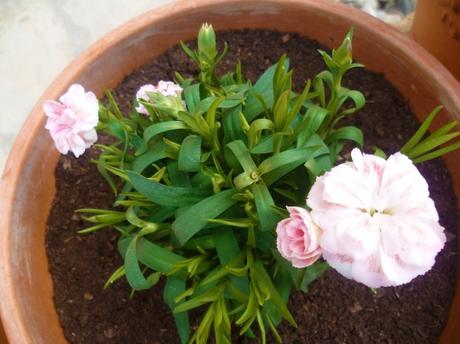 jardin,jardinage,loisirs,fleurs,plantes,plantes grasses,oeillets