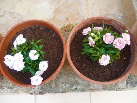 jardin,jardinage,loisirs,fleurs,plantes,plantes grasses,oeillets