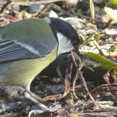 Petit à petit, la mésange fait son nid