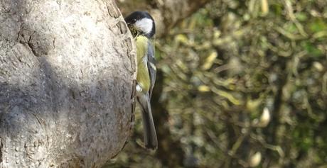 Petit à petit, la mésange fait son nid