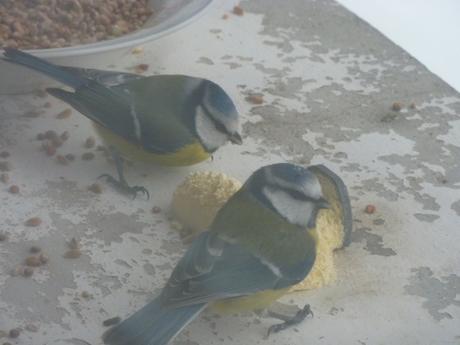 carnet,note,journal,chronique,politique,humeur,mésange,bleu,jaune,drapeau,fanion,étendard,christian cottet-emard,nouvelles du front,élection présidentielle 2022,élections législatives 2022,blog littéraire de christian cottet-emard,cohabitation,bleu,blanc,rouge,blog littéraire de christian cottet-emard,camp du bien,politiquement correct,bons sentiments,europe,campagne électorale,progressisme,bobo,société,réseau social,facebook,france,crise,santé,paix,guerre,gros mots,insignifiance