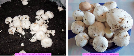 Assiette complète Vegan aux champignons, fleurs de choux, boulgour, oseille et houmous