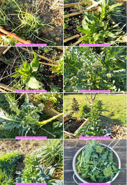 Assiette complète Vegan aux champignons, fleurs de choux, boulgour, oseille et houmous