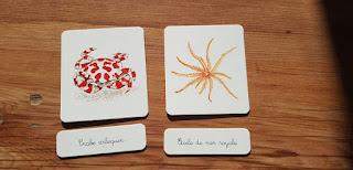 Mon coffret montessori Océan