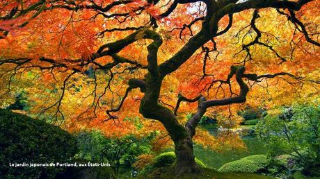 Fleurs et Plantes - Les plus beaux jardins du monde 3