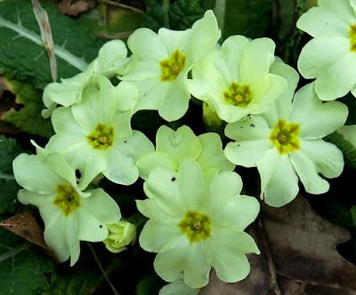 Primevère commune (Primula vulgaris)