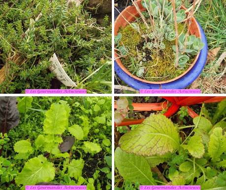 Houmous aux champignons et ses crackers express (Vegan) Houmous aux champignons et ses crackers express (Vegan)