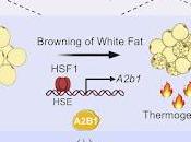 #Cell #obésité #hyperthermielocale #graissebeige thérapie hyperthermie locale induit brunissement graisse blanche traite l'obésité