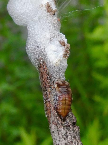 Aphrophoridae larva on the branch - 2.jpg