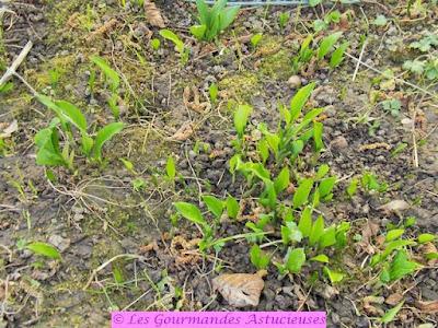 Pesto Vegan au wasabi et à l'ail des ours Pesto Vegan au wasabi et à l'ail des ours