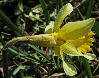 Jonquille (Narcissus pseudonarcissus)