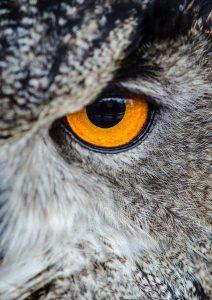 Quiz sur les cris des animaux