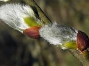 Saule marsault (Salix caprea)