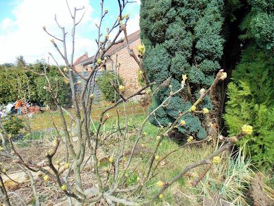 Le printemps arrive, la nature se réveille !