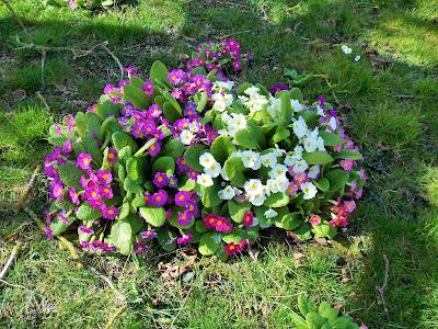 Le printemps arrive, la nature se réveille !