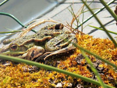 Le printemps arrive, la nature se réveille !