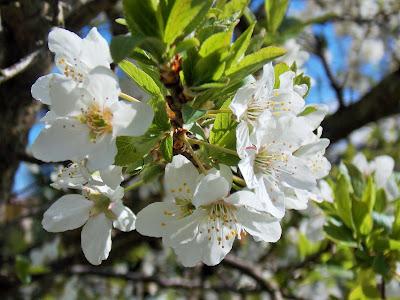 Le printemps arrive, la nature se réveille !