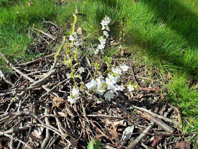 Le printemps arrive, la nature se réveille !
