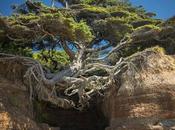 Divers Arbres s'obstinent vivre