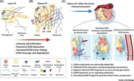 #trendsincellbiology #cancer #obésité #matriceextracellulaire Le remodelage de la matrice extracellulaire facilite la progression du cancer associé à l'obésité