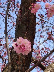 Radu Bata – La fiction prend le dessus