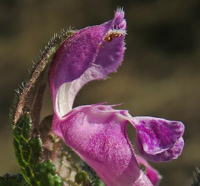 Lamier maculé (Lamium maculatum)