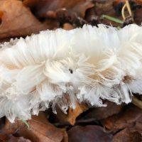 Des cheveux de glace