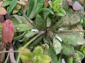 Drave printanière (Draba verna var. verna)