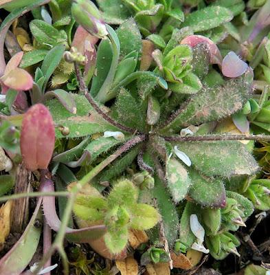 Drave printanière (Draba verna var. verna)