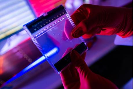 Cette étude génétique contribue à expliquer pourquoi certaines personnes tombent gravement malades lorsqu'elles sont infectées par le SRAS-CoV-2, tandis que d'autres ne présentent que des symptômes légers ou restent asymptomatiques (Max Planck Institute for Evolutionary Anthropology) Cette étude génétique contribue à expliquer pourquoi certaines personnes tombent gravement malades lorsqu'elles sont infectées par le SRAS-CoV-2, tandis que d'autres ne présentent que des symptômes légers ou restent asymptomatiques (Max Planck Institute for Evolutionary Anthropology)