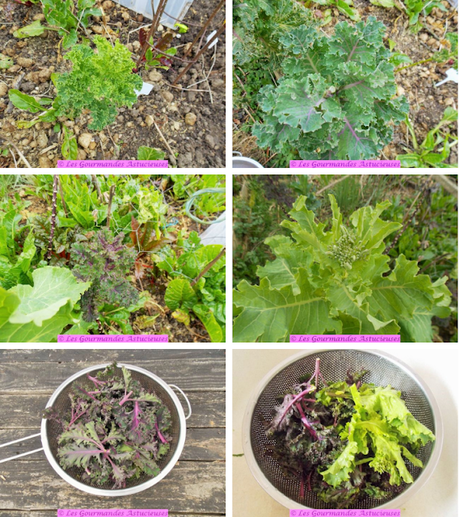 Quenelles lentilles-quinoa, écrasée d'orties et salade choux (Vegan) Quenelles lentilles-quinoa, écrasée d'orties et salade choux (Vegan)