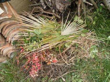 jardin,jardinage,fleurs,aménagement,plantes,taille,buis,traitement,pyrale du buis,phéromones