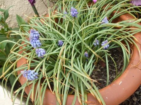 jardin,jardinage,fleurs,aménagement,plantes,taille,buis,traitement,pyrale du buis,phéromones