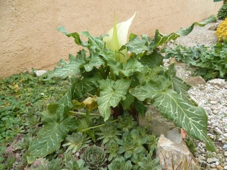 jardin,jardinage,fleurs,aménagement,plantes,taille,buis,traitement,pyrale du buis,phéromones