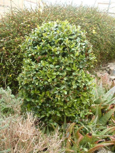 jardin,jardinage,fleurs,aménagement,plantes,taille,buis,traitement,pyrale du buis,phéromones