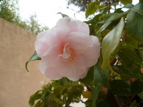 jardin,jardinage,fleurs,aménagement,plantes,taille,buis,traitement,pyrale du buis,phéromones