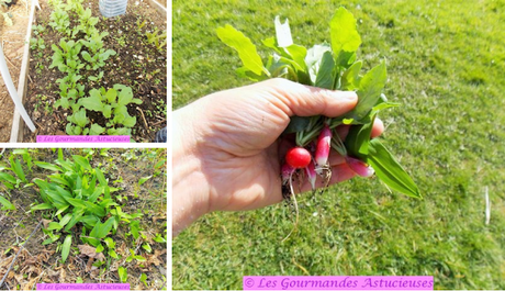 Tarte fine aux radis d'hiver et au houmous (Vegan)