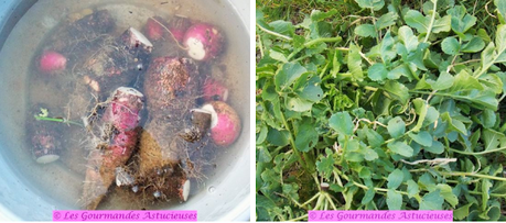 Tarte fine aux radis d'hiver et au houmous (Vegan)