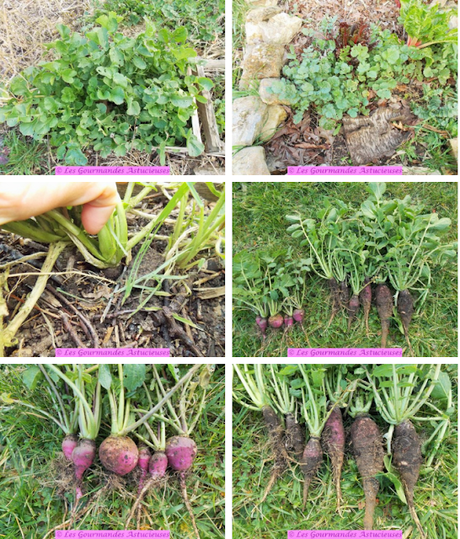 Tarte fine aux radis d'hiver et au houmous (Vegan)