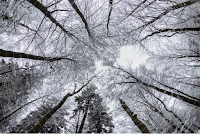 Le coté magique du printemps