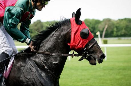 Photo of Galloping Horse Towards Green Grass