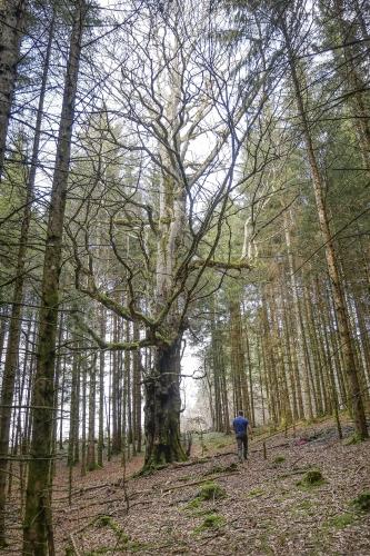 christian cottet-emard,atelier,variations,poèmes,poésie,blog littéraire de christian cottet-emard,aux grands jours,poèmes du bois de chauffage,la lune du matin,autres récits de l'homme invisible,l'alerte joyeuse,littérature,forêt,promenade,respiration,respirer,feuilles,brindilles,murmures de la forêt,hêtre,foyard,air,feuilles