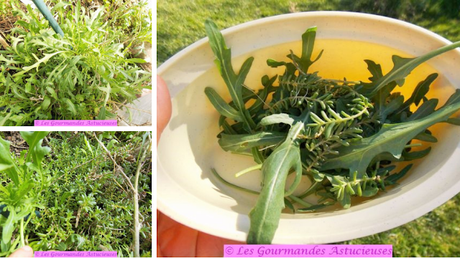 Nems de blettes au risotto et crème de champignons (sans crème) (Vegan) Nems de blettes au risotto et crème de champignons (sans crème) (Vegan)