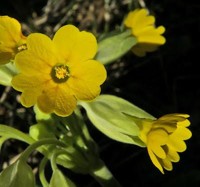 Primevère officinale, coucou (Primula veris)