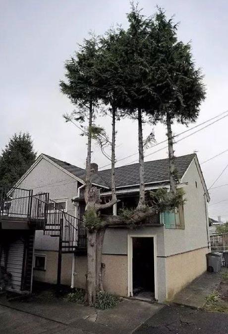 Divers - Les Arbres qui s'obstinent à vivre - 3