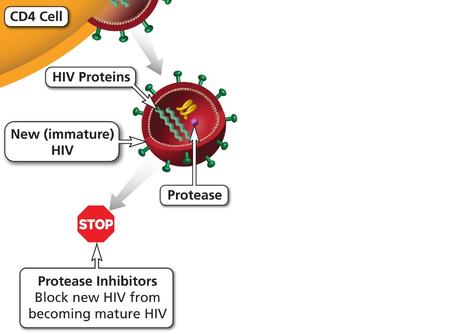 Une thérapie antirétrovirale (TARV) à long terme, avec des inhibiteurs de la protéase pourrait permettre de prévenir l'infection COVID-19 (Schéma NIH). 
