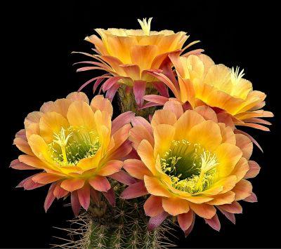 Time lapses de Cactus Echinopsis
