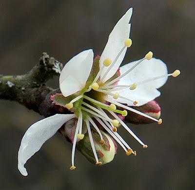 Prunellier, Épine noire (Prunus spinosa)