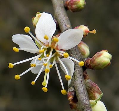 Prunellier, Épine noire (Prunus spinosa)