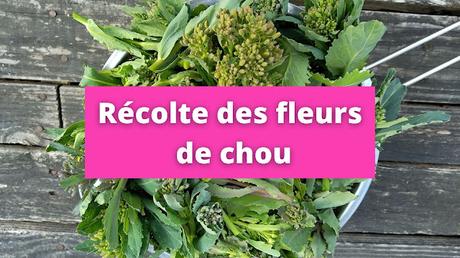 Récolte des fleurs de chou et diverses petites choses (vidéo)